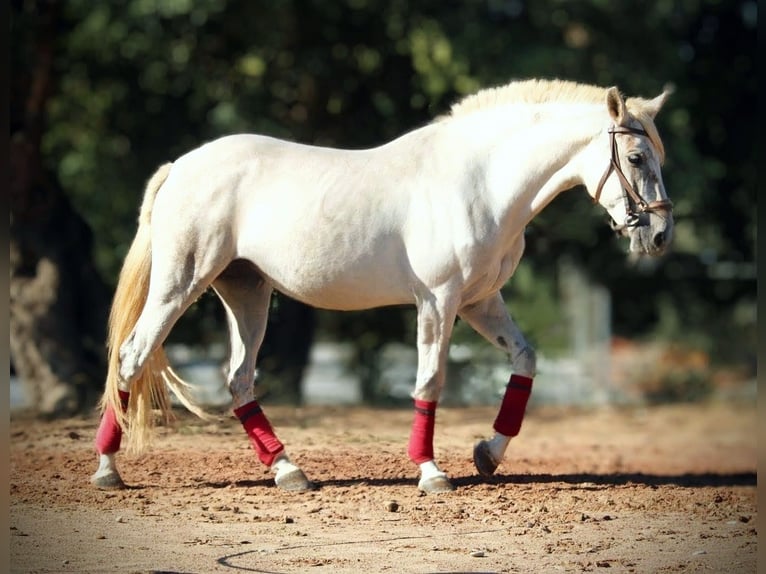 PRE Mix Stute 8 Jahre 158 cm Schimmel in Valencia