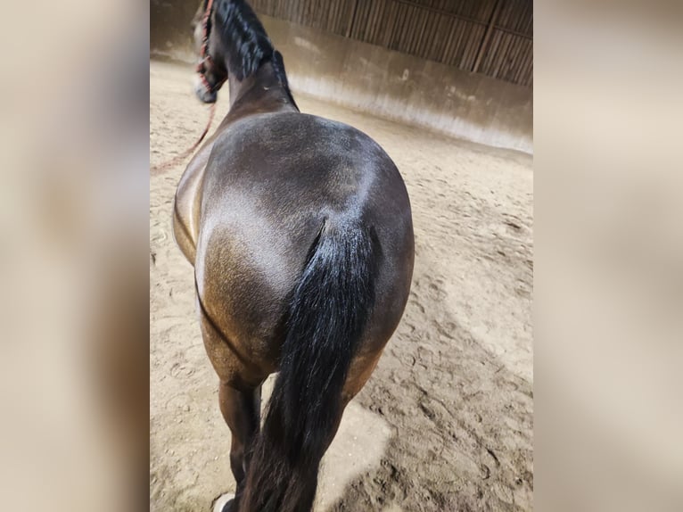 PRE Mix Stute 8 Jahre 160 cm Falbe in Hohenbrunn