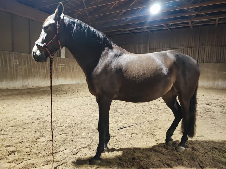 PRE Mix Stute 8 Jahre 160 cm Falbe in Hohenbrunn