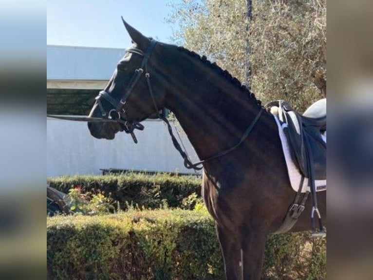 PRE Mix Stute 8 Jahre 160 cm Rappe in Sevilla