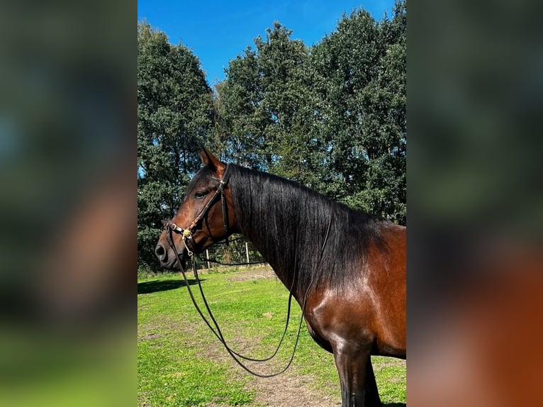 PRE Stute 8 Jahre 160 cm  in Harsewinkel