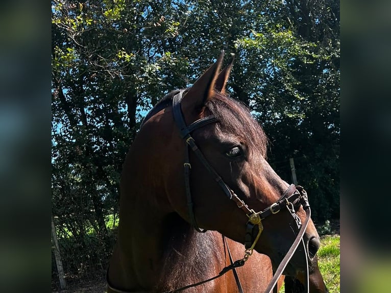 PRE Stute 8 Jahre 160 cm  in Harsewinkel