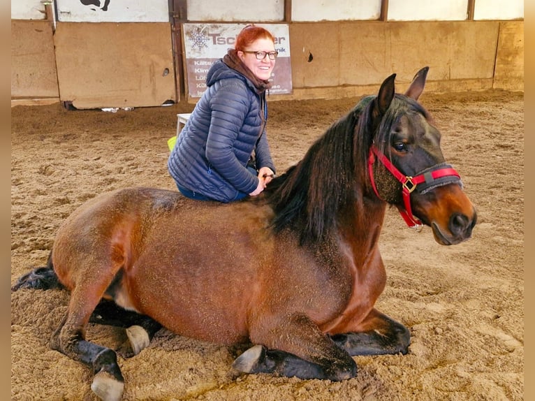 PRE Mix Stute 8 Jahre 161 cm Brauner in Gifhorn