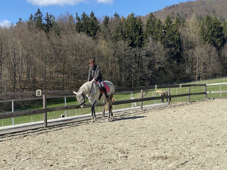 PRE Stute 8 Jahre 162 cm Fliegenschimmel in Waffenbrunn
