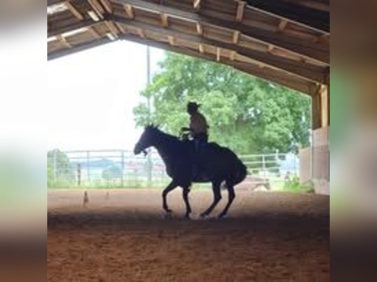 PRE Mix Stute 8 Jahre 164 cm Brauner in Mittelstetten