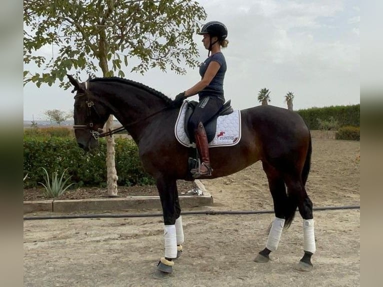PRE Mix Stute 8 Jahre 164 cm Rotbrauner in Albemarle