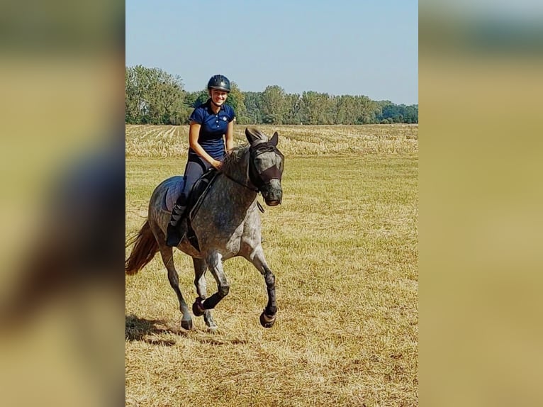 PRE Stute 8 Jahre 165 cm Apfelschimmel in Schönhagen