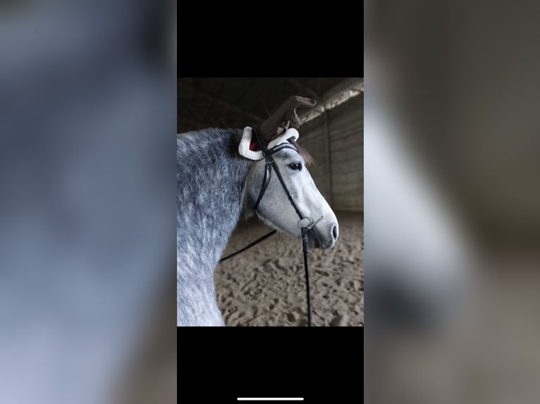 PRE Stute 8 Jahre 165 cm Apfelschimmel in Schönhagen