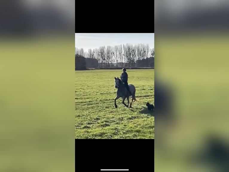 PRE Stute 8 Jahre 165 cm Apfelschimmel in Schönhagen