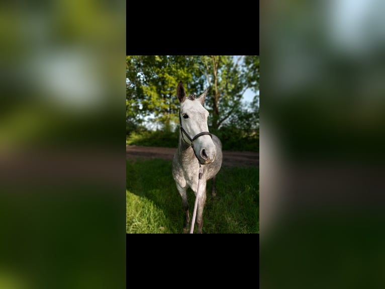 PRE Stute 8 Jahre 165 cm Apfelschimmel in Schönhagen