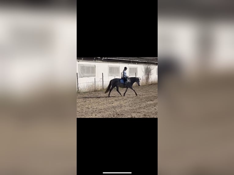 PRE Stute 8 Jahre 165 cm Apfelschimmel in Schönhagen
