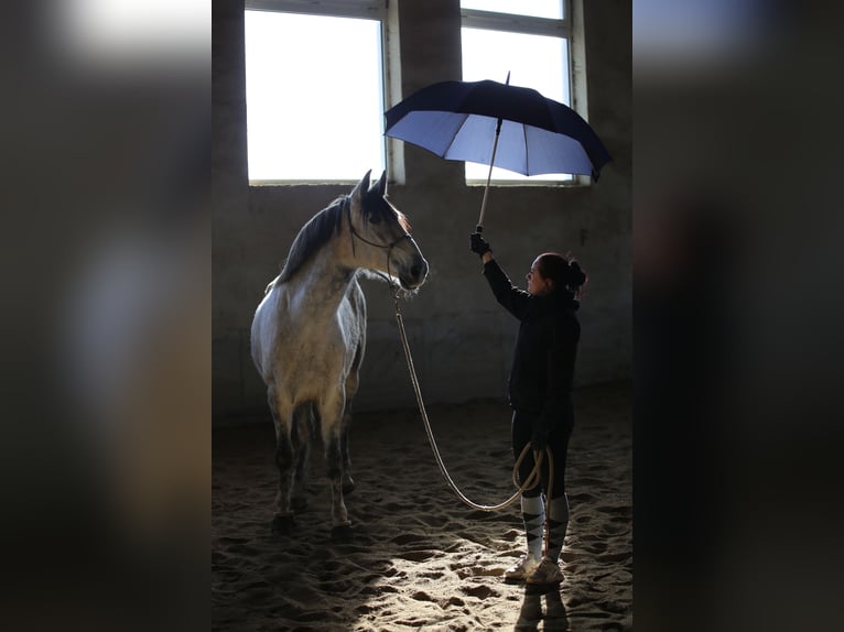 PRE Mix Stute 8 Jahre 165 cm Fliegenschimmel in Tännesberg