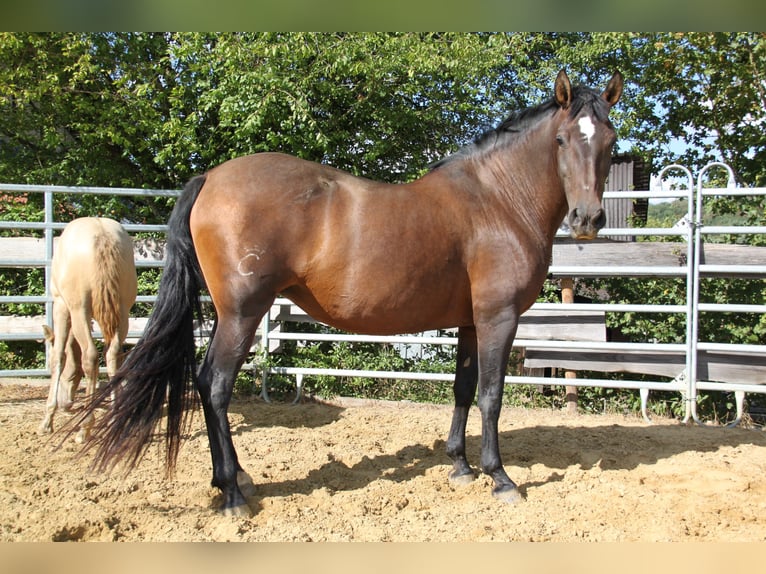 PRE Stute 8 Jahre 166 cm Pearl in Kirn