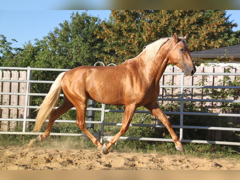 PRE Stute 8 Jahre 166 cm Pearl in Kirn