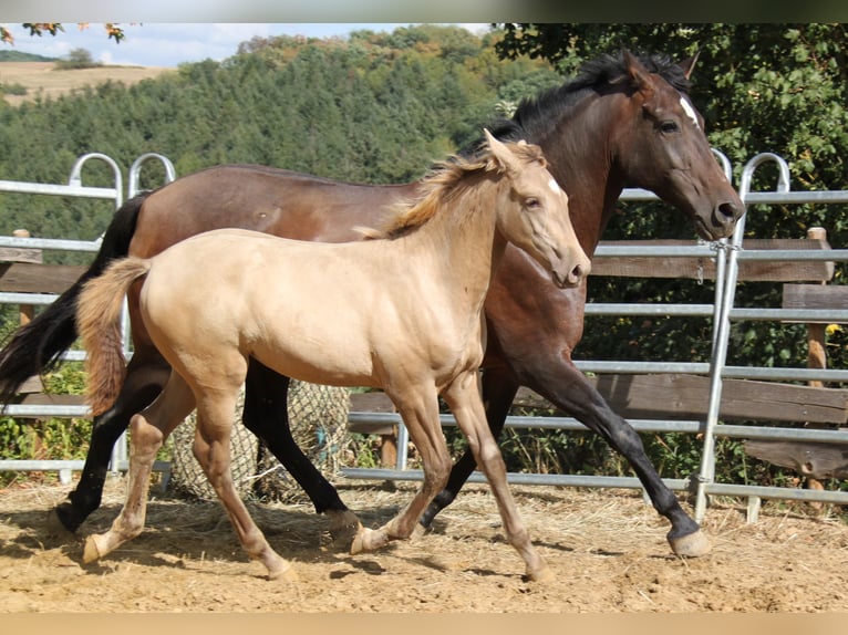 PRE Stute 8 Jahre 166 cm Pearl in Kirn
