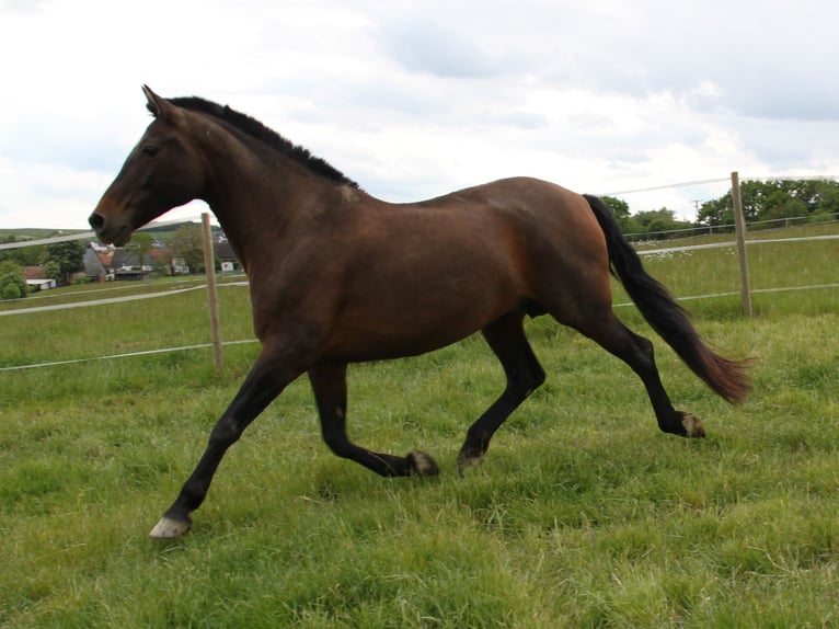 PRE Mix Stute 8 Jahre 166 cm Pearl in Kirn