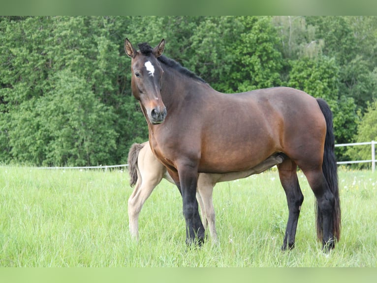 PRE Mix Stute 8 Jahre 166 cm Pearl in Kirn