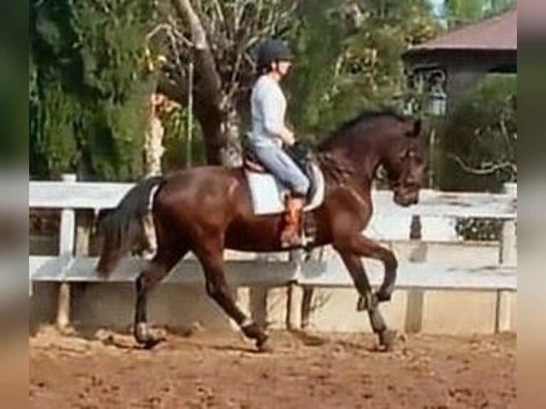 PRE Mix Stute 8 Jahre 167 cm Dunkelbrauner in Alicante