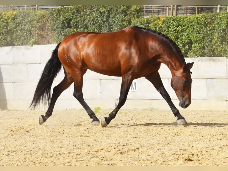PRE Stute 8 Jahre 168 cm Brauner in Provinz Malaga