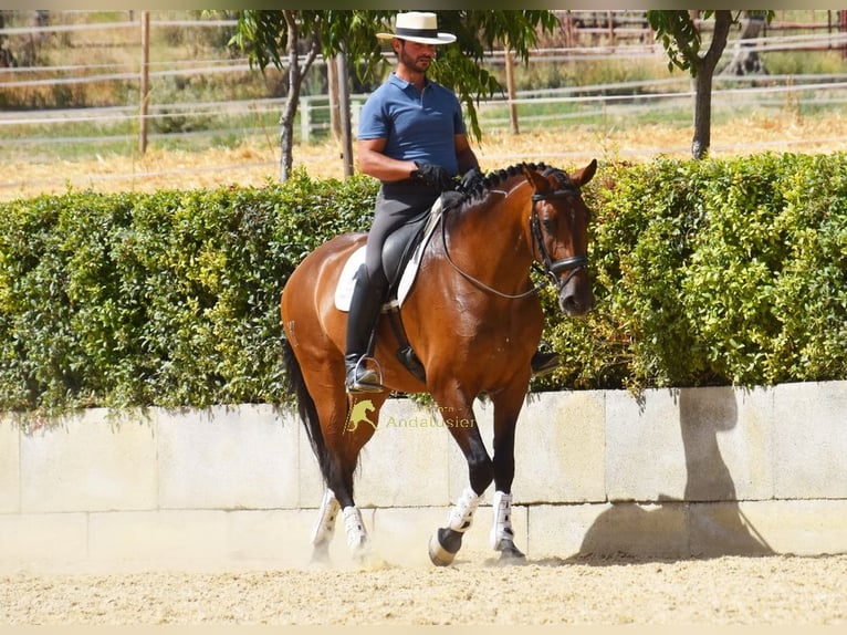 PRE Stute 8 Jahre 168 cm Brauner in Provinz Malaga
