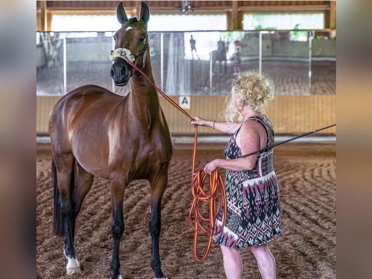PRE Stute 8 Jahre 168 cm Dunkelbrauner in Stuttgart Steckfeld