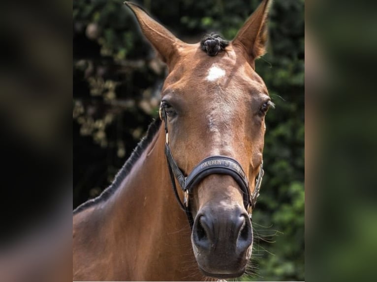 PRE Stute 8 Jahre 168 cm Dunkelbrauner in Stuttgart Steckfeld