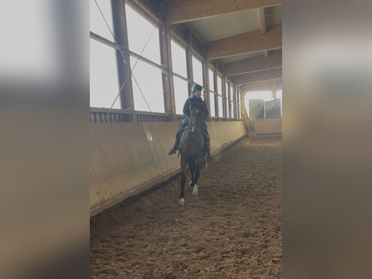 PRE Stute 8 Jahre 168 cm Dunkelbrauner in Stuttgart Steckfeld