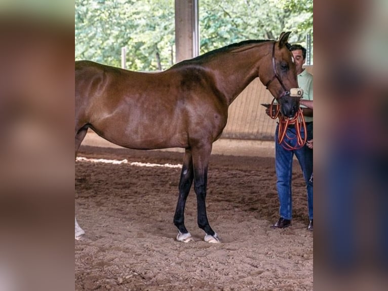 PRE Stute 8 Jahre 168 cm Dunkelbrauner in Stuttgart Steckfeld