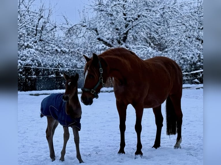 PRE Stute 8 Jahre 168 cm Dunkelbrauner in Stuttgart Steckfeld