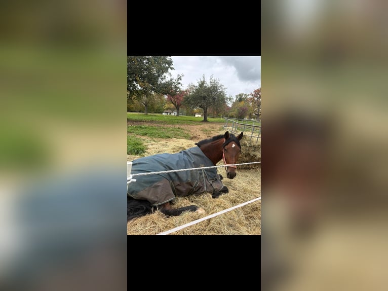 PRE Stute 8 Jahre 168 cm Dunkelbrauner in Stuttgart Steckfeld