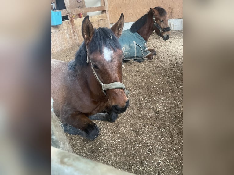 PRE Stute 8 Jahre 168 cm Dunkelbrauner in Stuttgart Steckfeld