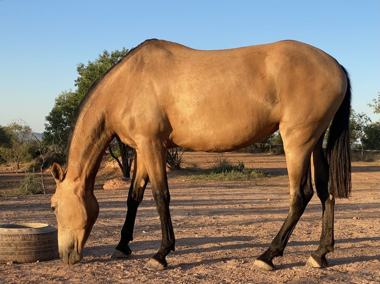 PRE Stute 8 Jahre 169 cm Falbe in Copons