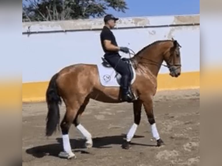 PRE Mix Stute 8 Jahre 170 cm Rotbrauner in Alicante/Alacant