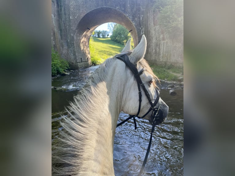 PRE Mix Stute 8 Jahre 170 cm Schimmel in Aachen