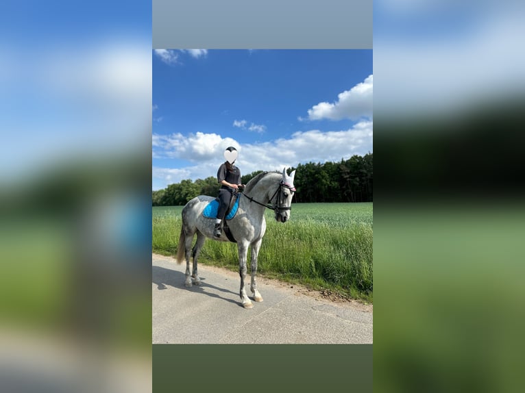 PRE Stute 8 Jahre 172 cm Apfelschimmel in HerzogenaurachHerziehen