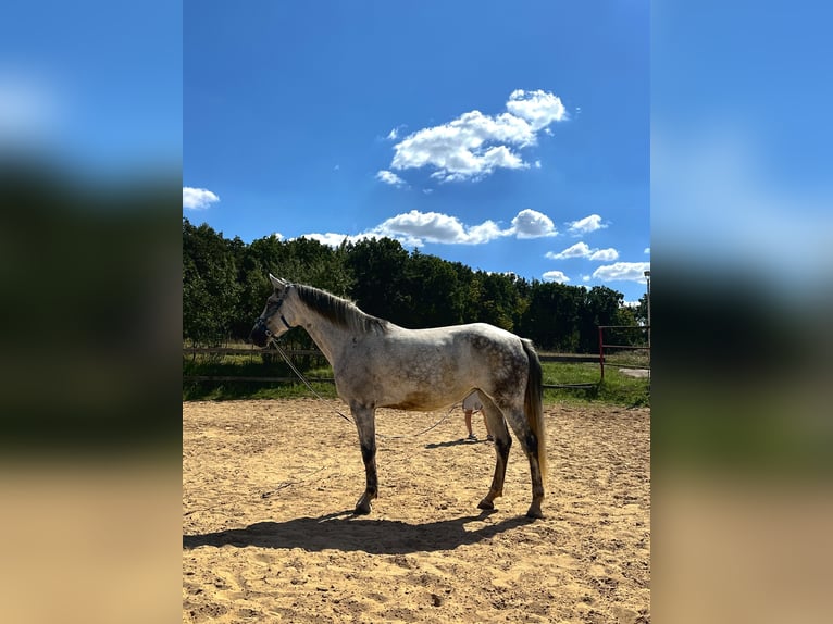 PRE Stute 8 Jahre 172 cm Apfelschimmel in Herzogenaurach