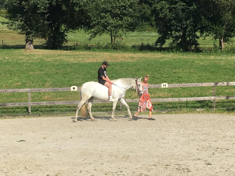 PRE Mix Stute 8 Jahre 175 cm Schimmel in Rötz