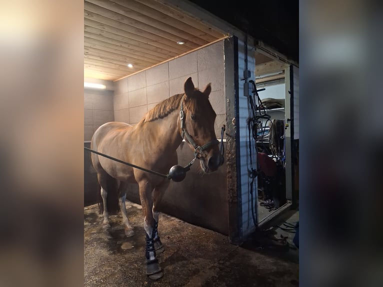 PRE Stute 9 Jahre 148 cm Fuchs in Pesse