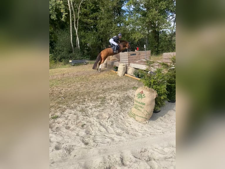 PRE Stute 9 Jahre 148 cm Fuchs in Pesse