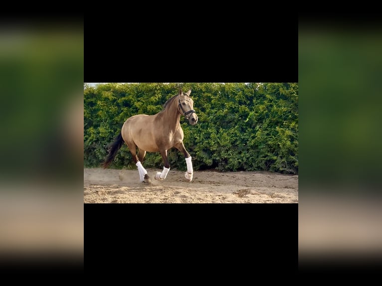 PRE Stute 9 Jahre 150 cm Buckskin in Sośnica, Kąty Wrocławskie