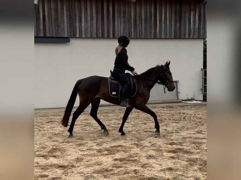 PRE Mix Stute 9 Jahre 155 cm Brauner in Daleiden