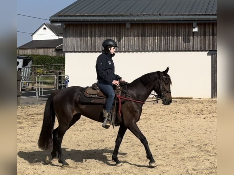 PRE Mix Stute 9 Jahre 155 cm Brauner in Daleiden