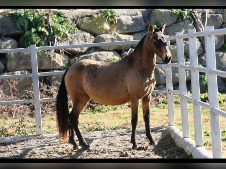 PRE Mix Stute 9 Jahre 155 cm Buckskin in Colonia Rosal, La (Berga)