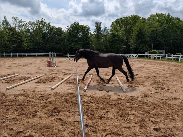 PRE Mix Stute 9 Jahre 155 cm Rappe in Ober-M&#xF6;rlen