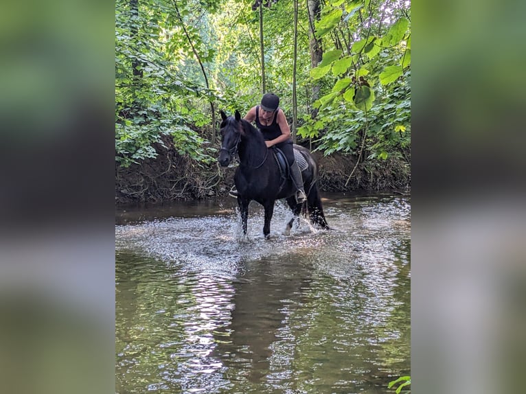 PRE Mix Stute 9 Jahre 155 cm Rappe in Ober-M&#xF6;rlen