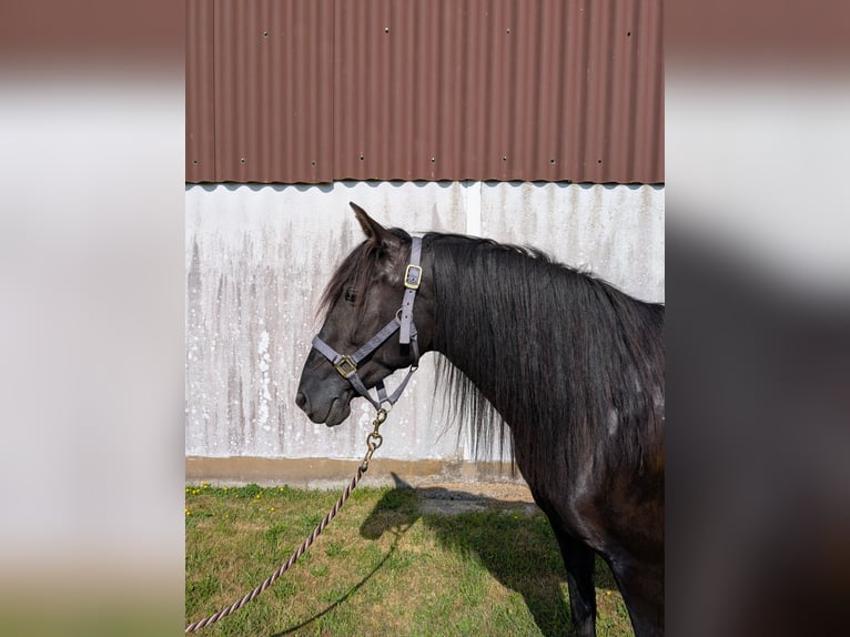 PRE Mix Stute 9 Jahre 155 cm Rappe in Ober-M&#xF6;rlen