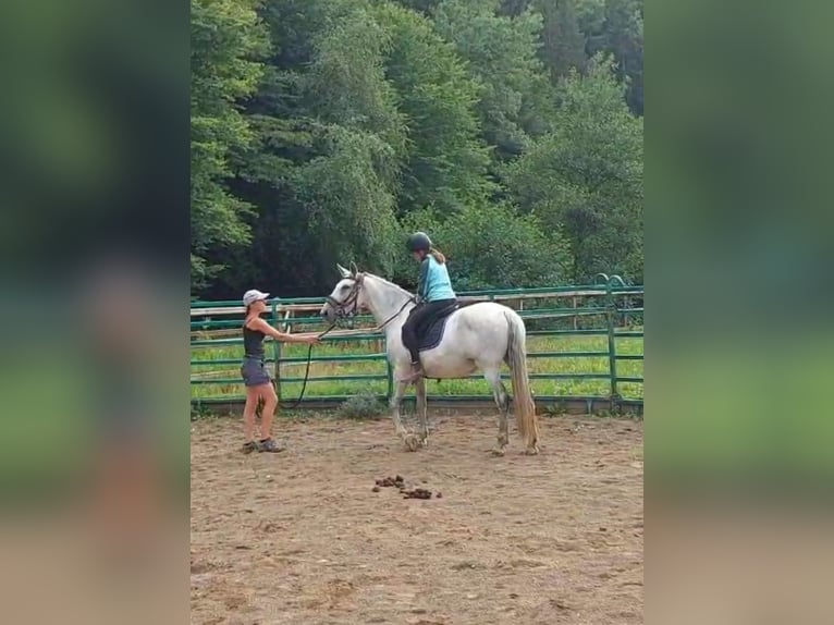PRE Mix Stute 9 Jahre 157 cm Schimmel in Hümmel PRE Mix Stute 9 Jahre 157 cm Schimmel in Hümmel