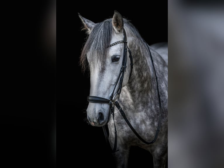 PRE Stute 9 Jahre 157 cm Schimmel in Langenselbold