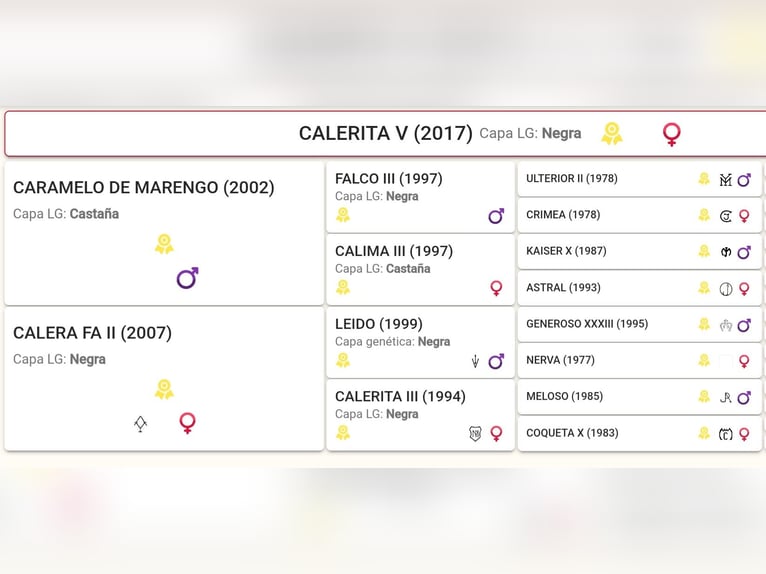 PRE Mix Stute 9 Jahre 158 cm Rappe in Leon