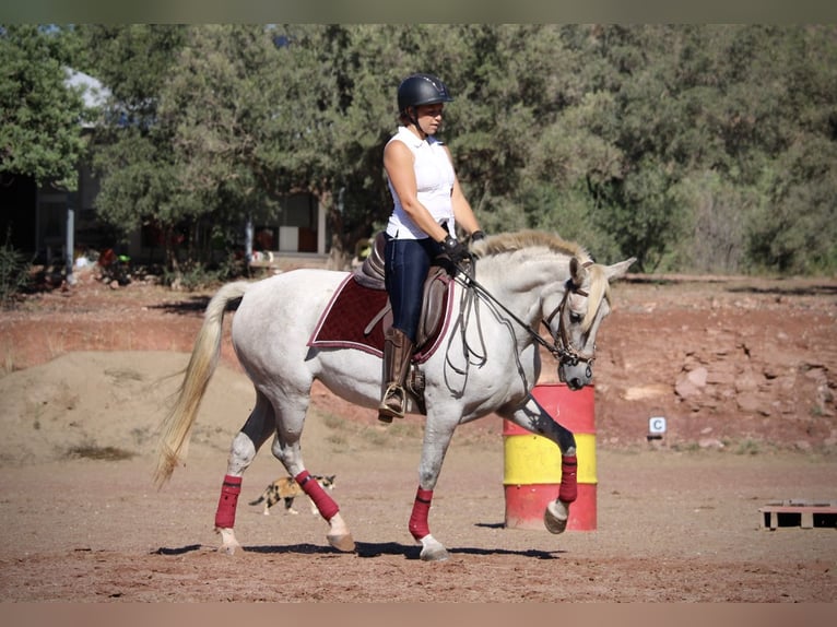 PRE Mix Stute 9 Jahre 158 cm Schimmel in Valencia